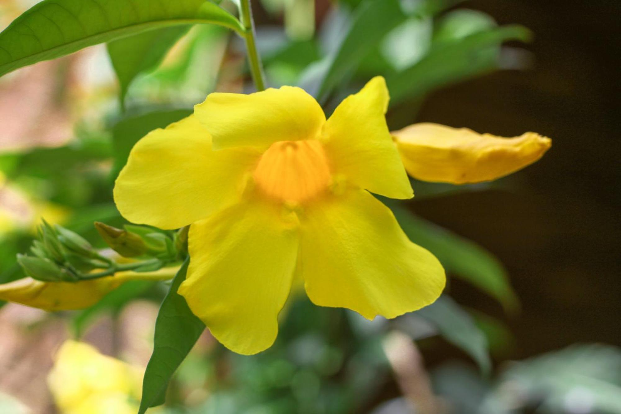 Samana Ecolodge El Limon Ngoại thất bức ảnh